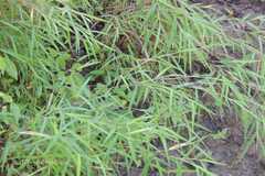 Pogonatherum paniceum